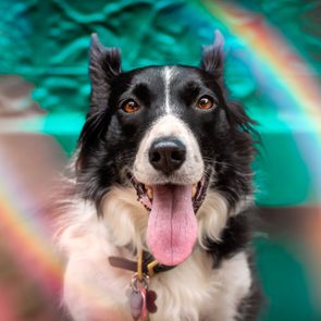 A black and white dog pants happily, surrounded by a colorful rainbow effect against a blurred green background.