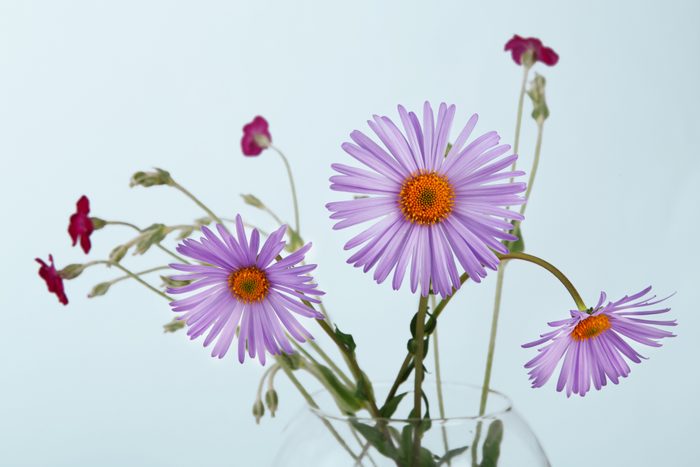 Purple Asterflower bouquet closeup