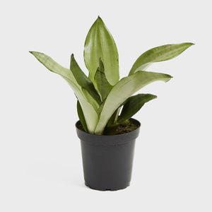 Green leafy plant sits in a black pot, placed against a plain white background.