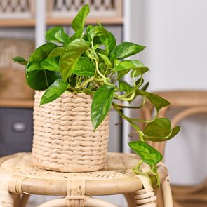 A leafy green plant grows in a woven basket on a wicker stool, surrounded by home furnishings in a cozy room.