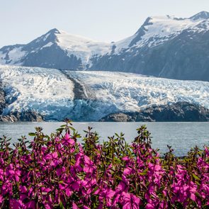 Pink flowers foreground, a glacier descends between snow-capped mountains, with a calm lake at their base under a clear sky.