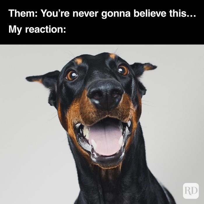 Dog Memes 54
