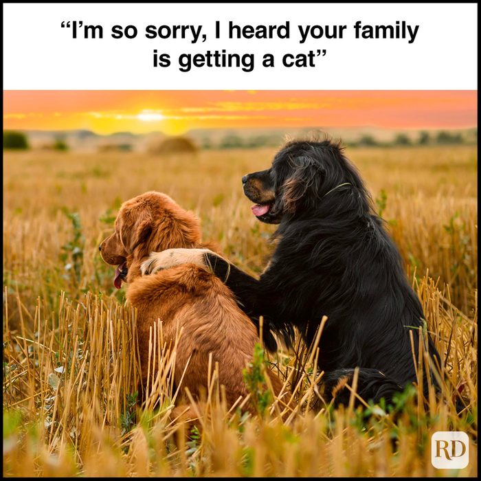 Dog Memes 56