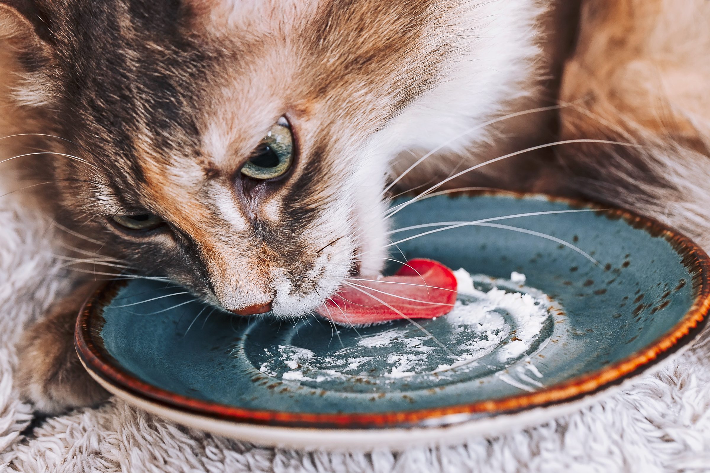 Can Cats Eat Cheese? Here’s What Vets Say