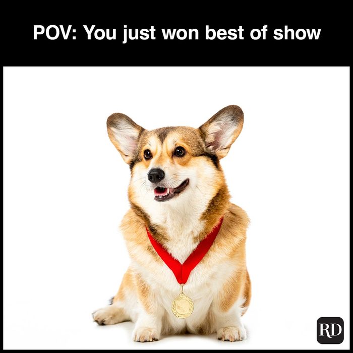 40 Smiling Dog Memes That Will Make Everything Better On A Bad Day