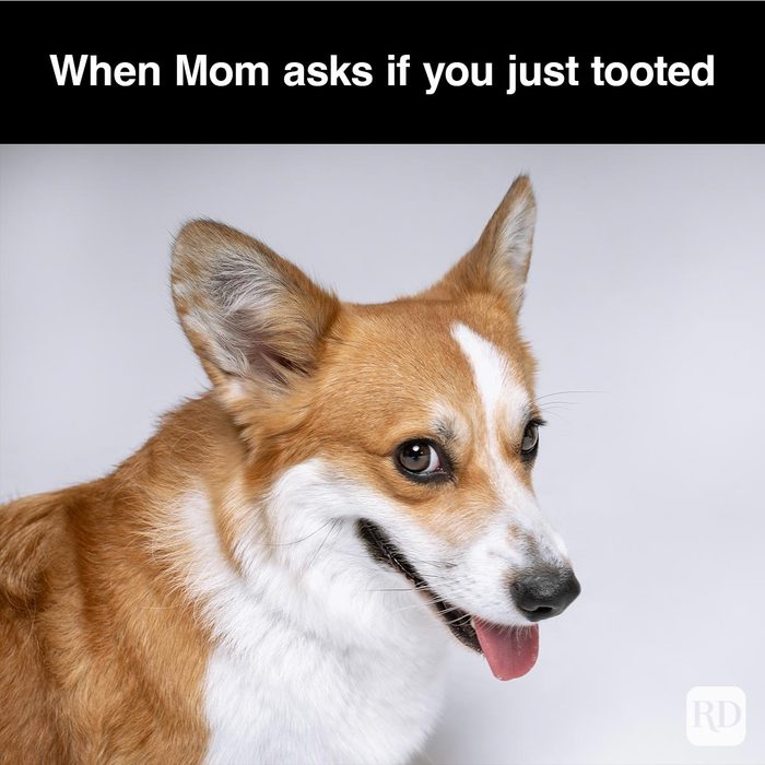 40 Smiling Dog Memes That Will Make Everything Better On A Bad Day