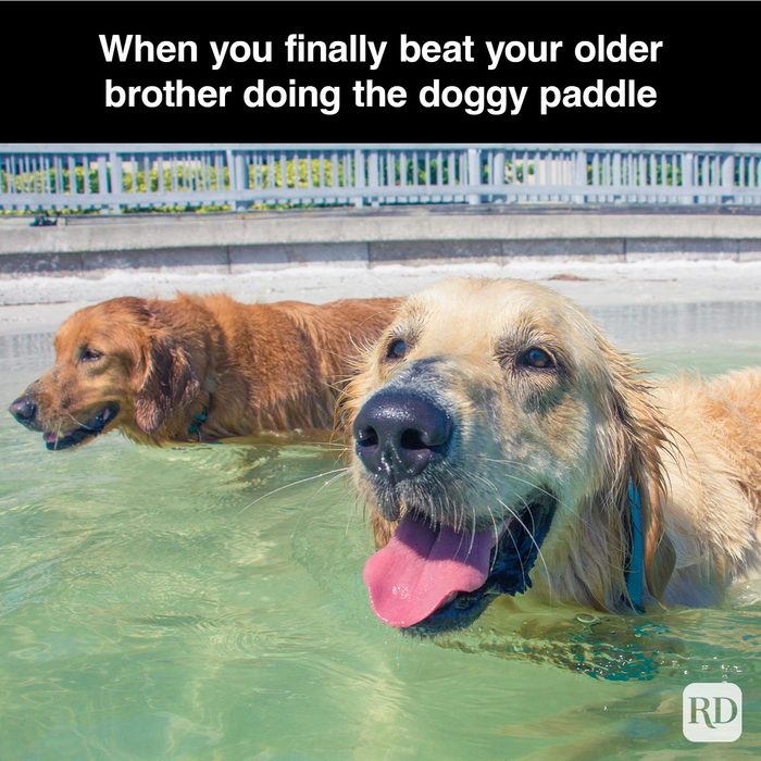 40 Smiling Dog Memes That Will Make Everything Better On A Bad Day