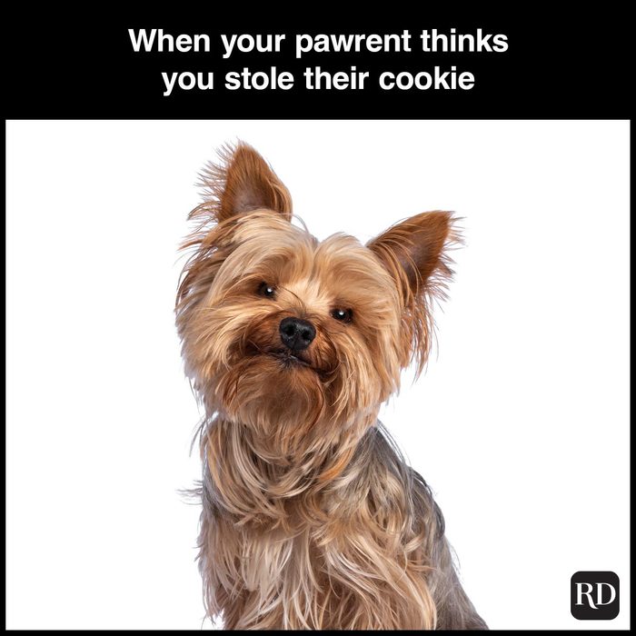 40 Smiling Dog Memes That Will Make Everything Better On A Bad Day