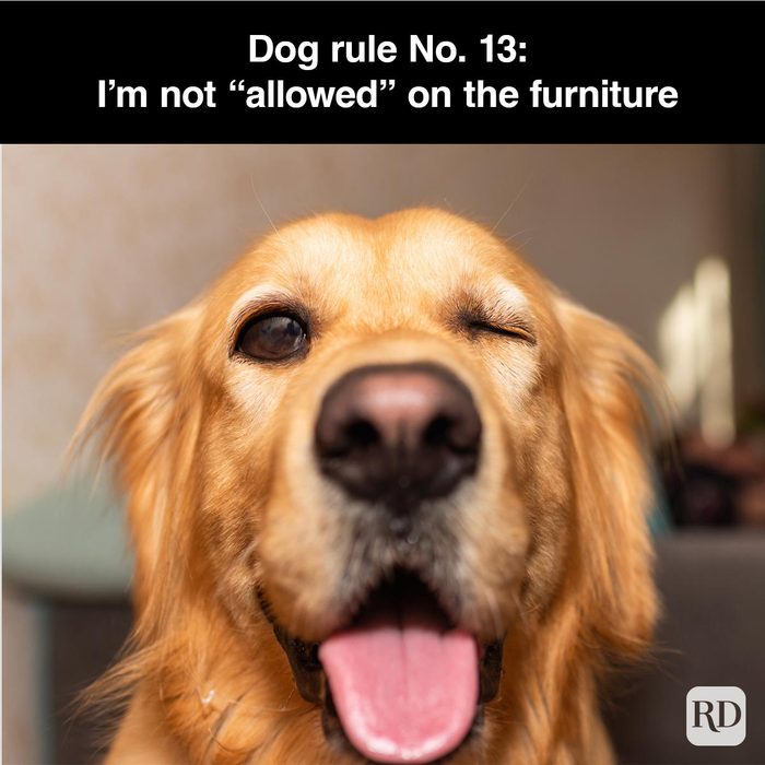 40 Smiling Dog Memes That Will Make Everything Better On A Bad Day