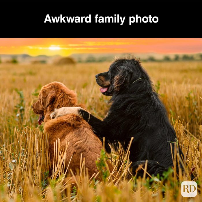 40 Smiling Dog Memes That Will Make Everything Better On A Bad Day