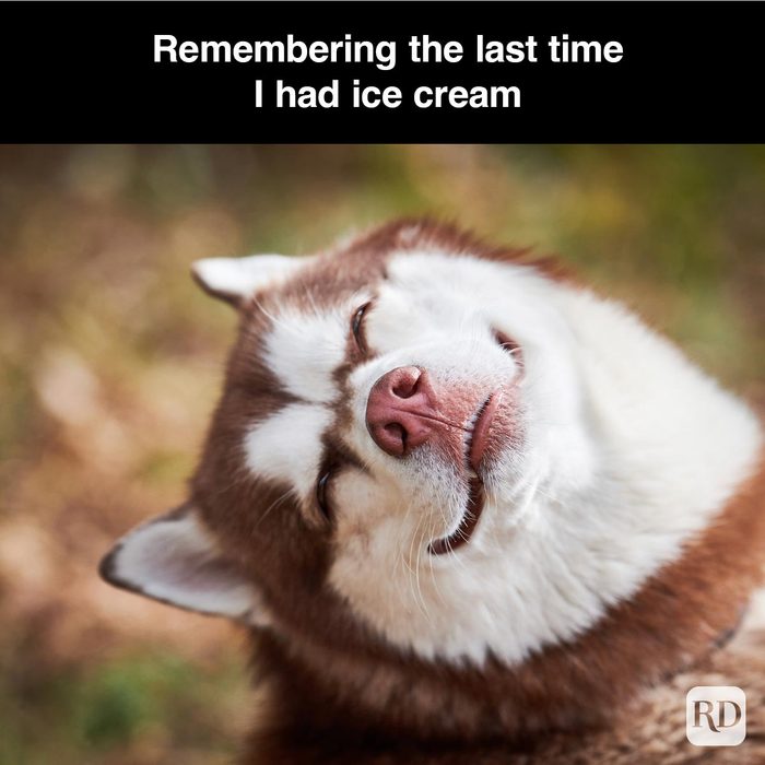 40 Smiling Dog Memes That Will Make Everything Better On A Bad Day
