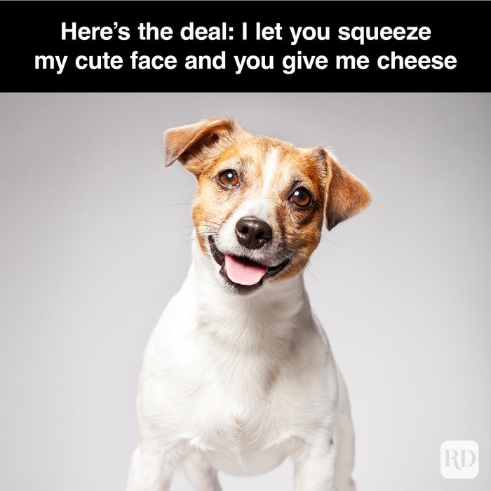 40 Smiling Dog Memes That Will Make Everything Better On A Bad Day