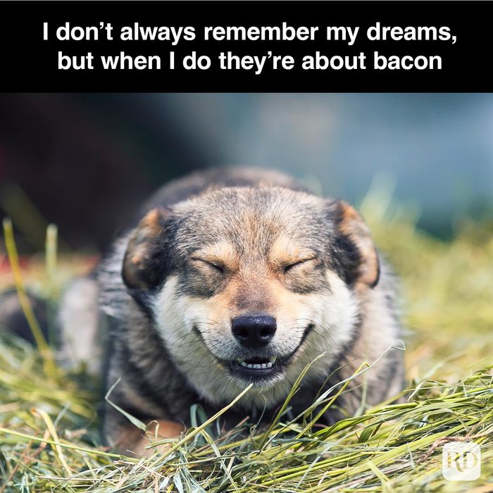 40 Smiling Dog Memes That Will Make Everything Better On A Bad Day