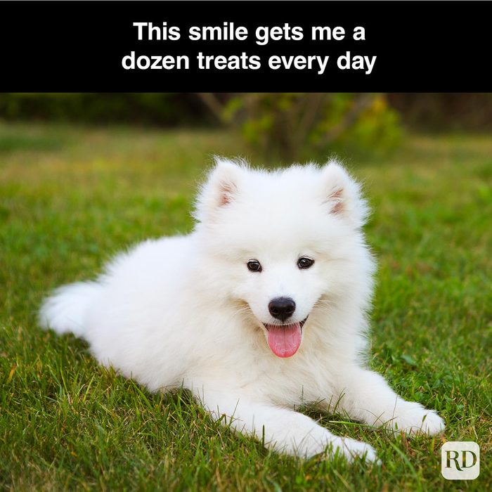 40 Smiling Dog Memes That Will Make Everything Better On A Bad Day