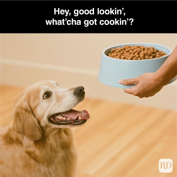 40 Smiling Dog Memes That Will Make Everything Better On A Bad Day