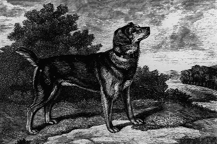 Old English Black And Tan Terrier