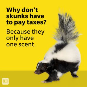 Skunk stands on yellow background; text reads, 