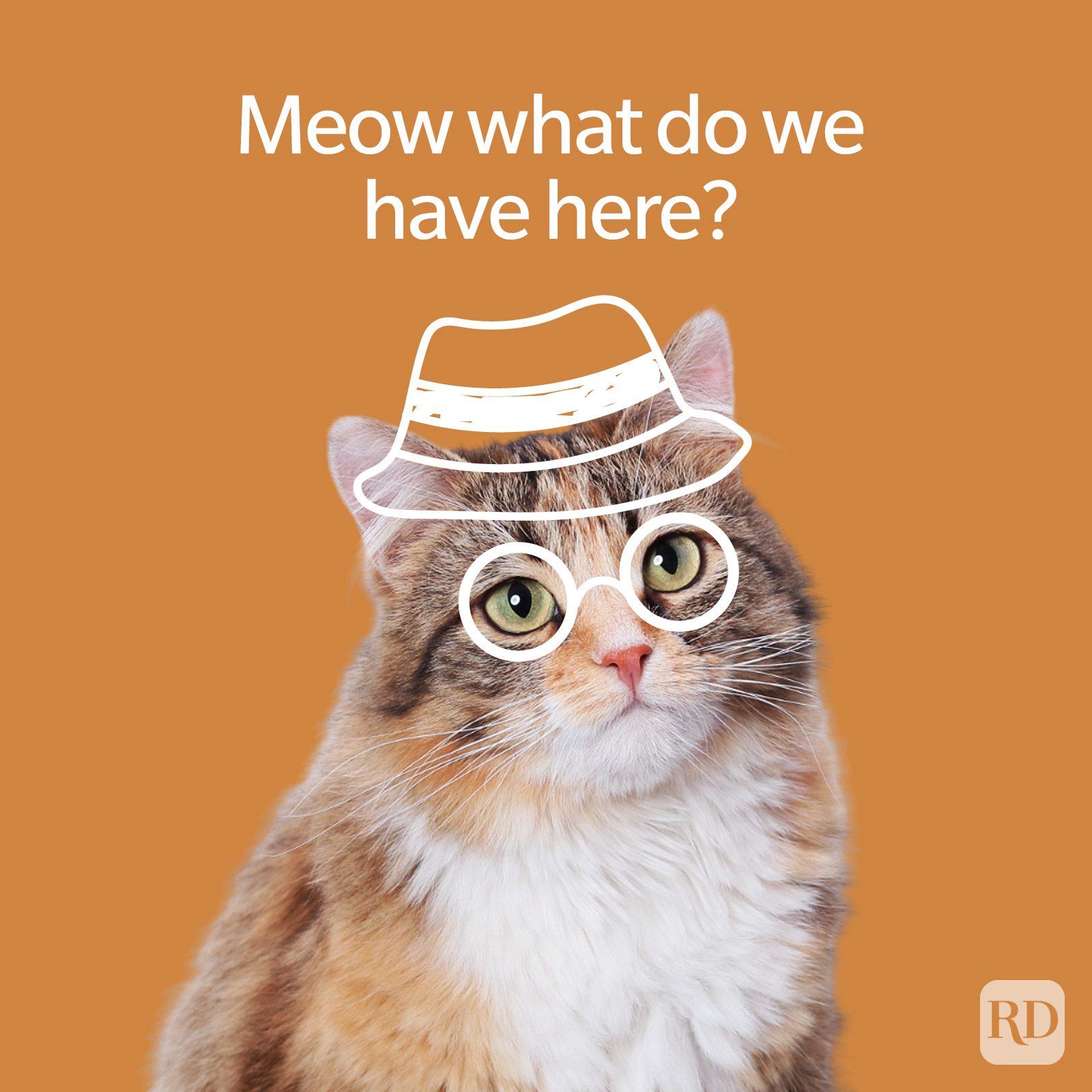 80 Animal Jokes That Are The Wildest In The Kingdom