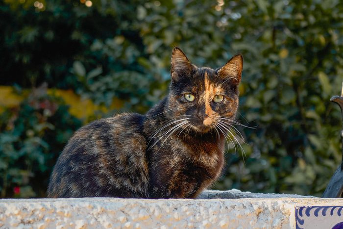 cat in the park